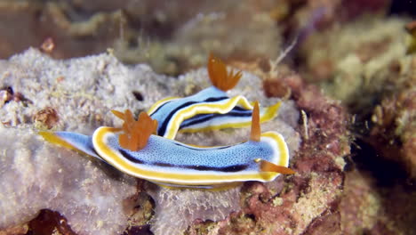 una colorida babosa de mar bajo el agua