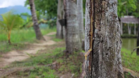 Rack-Enfocando-Un-árbol-De-Caucho