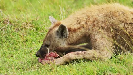 scavenger hyena feeding on the bones of animal prey, ripping meat and fur from carcus in close up of african wildlife in maasai mara national reserve, kenya