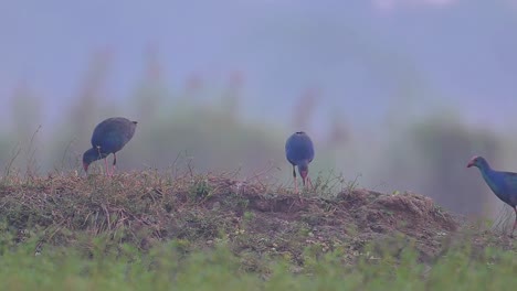 grey hooded swamp hens in misty morning in wetland