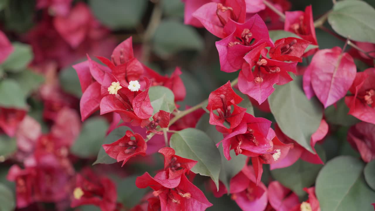 Bougainvillea plant flowers in bloom bush outdoor garden red petals