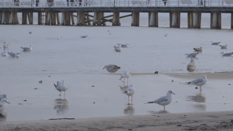 people at the bridge with sea gulls on gdynia redlowo beach, baltic coast, poland