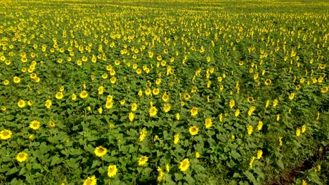 Excellent-Aerial-Shot-Of-A-Sunflower-Field-In-Maui,-Hawaii