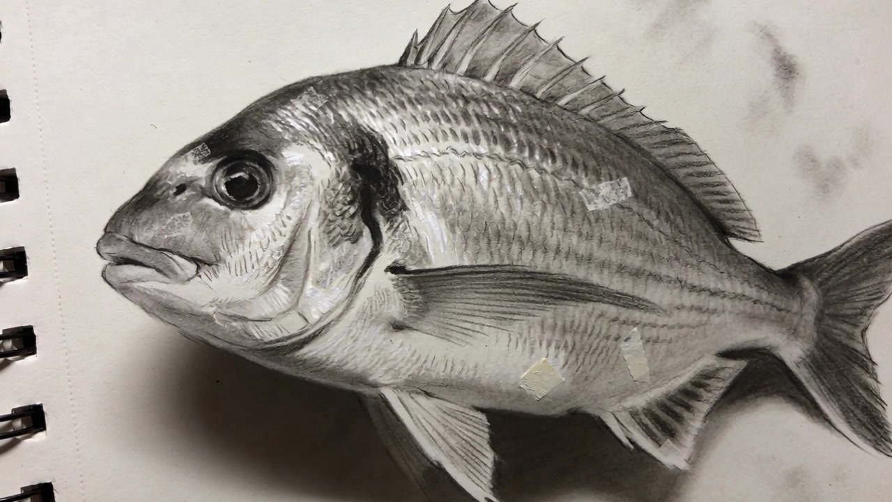 Une caméra zoomant se rapproche d'un carnet de croquis à spirale, révélant un détail de poisson au graphite, du ruban adhésif et des taches.