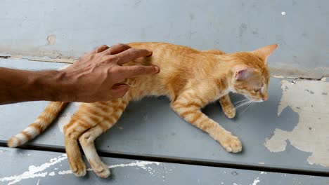 cat laying on floor while man hand scratch and grope on its body