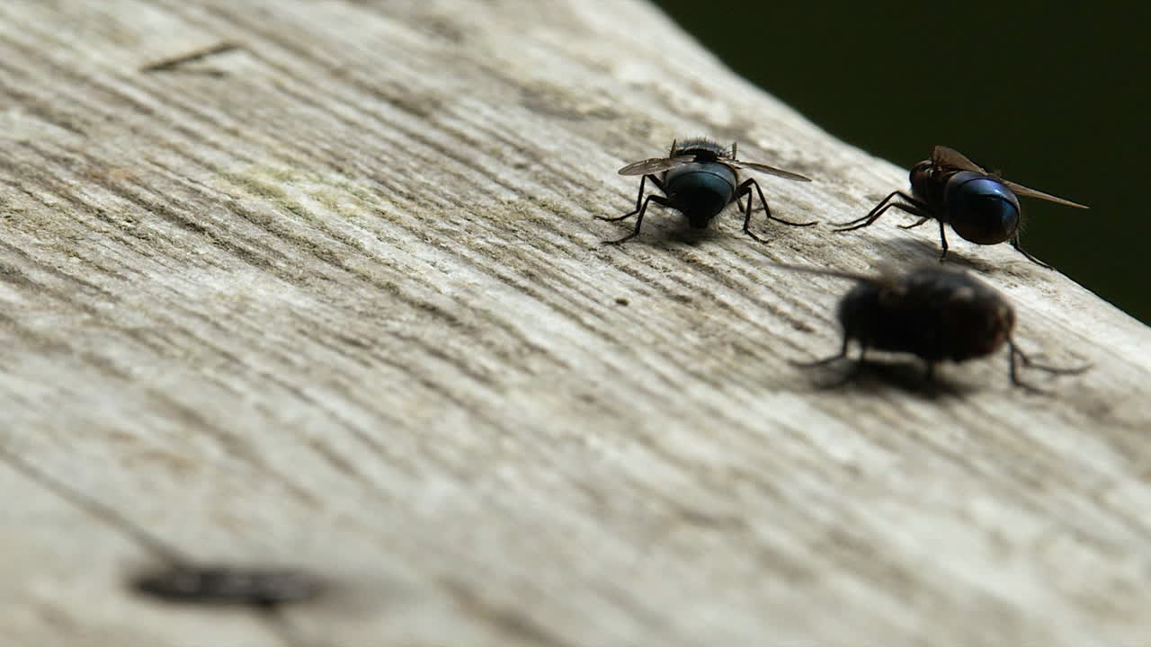 Select focus close-up: Three bottle flies interact on wooden railing
