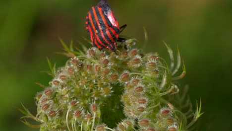Closeup-view-of-resting-bug-insect-with-red-and-black-stripes,enjoying-beautiful-nature-in-summer