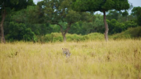 disparo en cámara lenta de un leopardo caminando a través de una espesa vegetación camuflado en el desierto de hierba alta de masai mara north conservancy, vida silvestre africana en peligro de extinción, protección de animales raros de safari