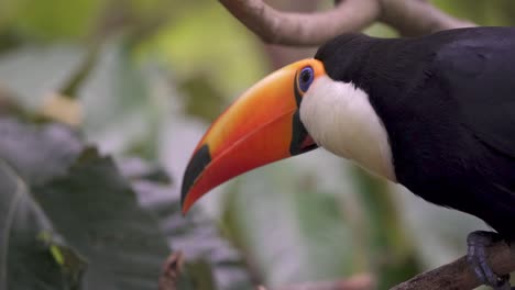 A-close-up-shot-of-a-giant-toco-toucan