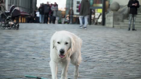 Perro-Blanco-En-La-Ciudad-Mirando-Alrededor,-Cámara-Lenta