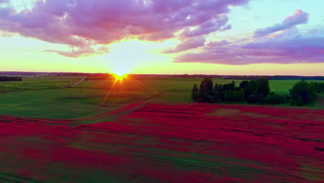 aerial drone backward moving shot over a poppy field at sunset