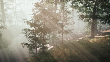 Beautiful-morning-in-the-forest