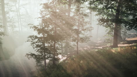 beautiful morning in the forest