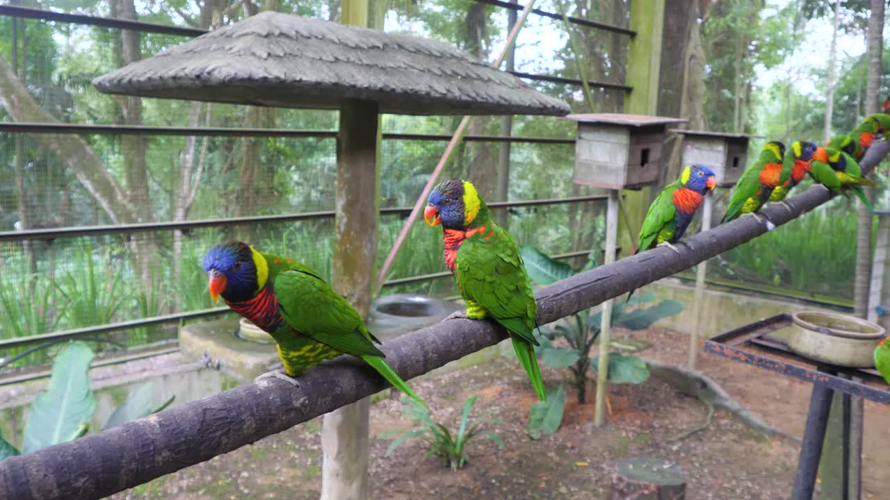 plumas tan brillantes en rojo, azul y verde, hermosos pájaros, escena reluciente