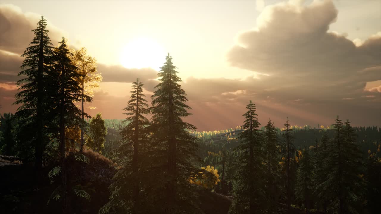 bosque de pinos con el último del sol brillando