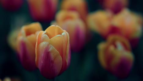 Macro-shot-of-spring-flowers.-Closeup-tulip-on-green-background.-Nature-concept.
