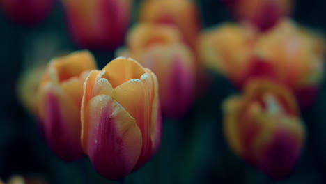 macro shot of spring flowers. closeup tulip on green background. nature concept.