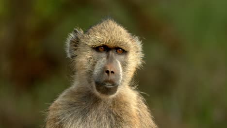 close up of curious baboon looking around in tsavo east national park, kenya