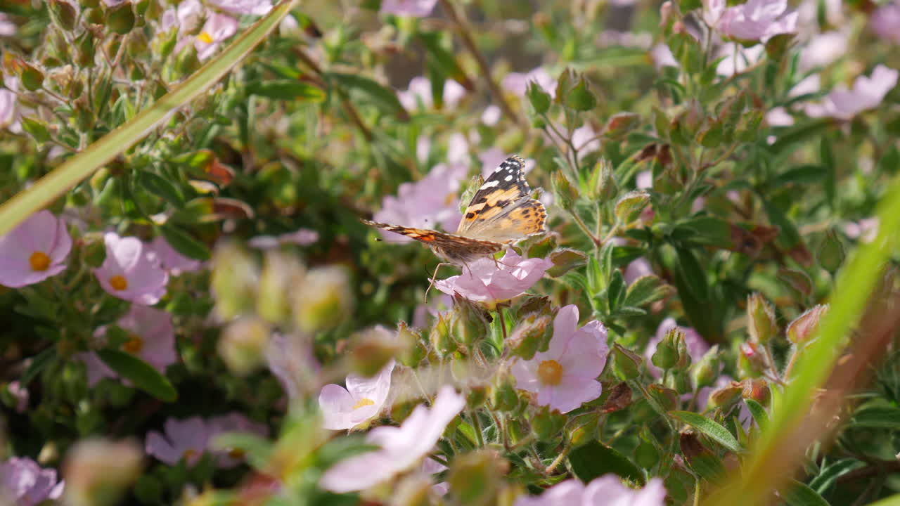 A painted lady butterfly feeding on nectar and collecting pollen on pretty pink flowers during a California spring bloom