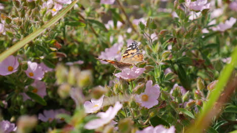 a painted lady butterfly feeding on nectar and collecting pollen on pretty pink flowers during a california spring bloom