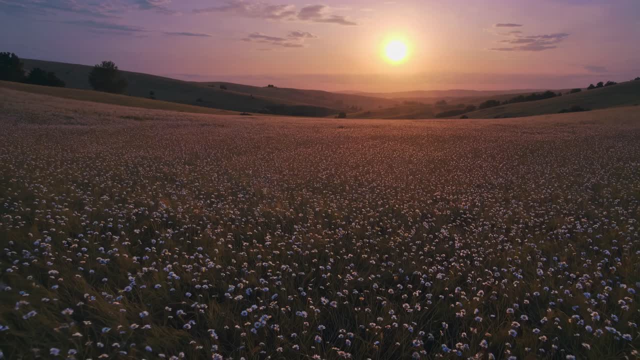 Un sereno video di un paesaggio al tramonto, che cattura un vasto campo di fiori selvatici