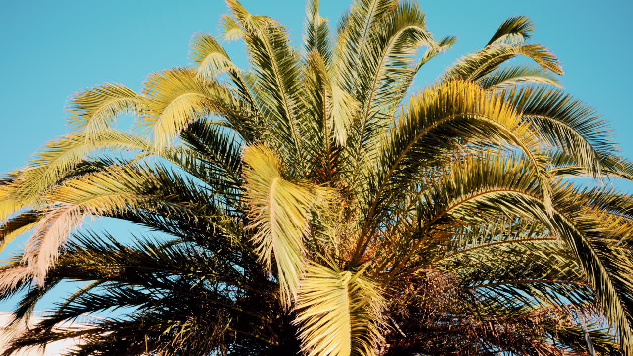 Close ip of fresh green palm leaves swaying gently in daylight