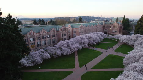 vivid spring blossom at the university of washington, usa - pan, drone shot