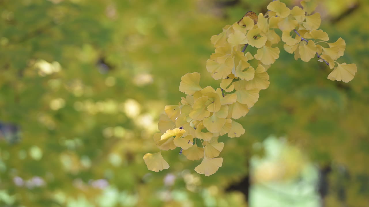 Close-up of yellow ginkgo leaves with soft background