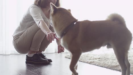 woman is playing with a shiba dog in living room.