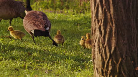 a tender slow-motion scene of newborn goslings discovering land through play and feeding.