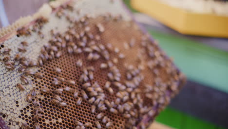 Close-Up-of-a-Frame-Full-of-Honey-and-Bees-Working-on-It