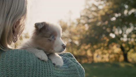 cute australian shepherd puppy lies on the shoulder of the owner.