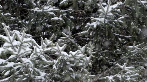 close up slow motion snow covered needle trees with snow falling through frame