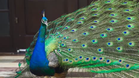 Peacock-displaying-it's-colorful-feathers