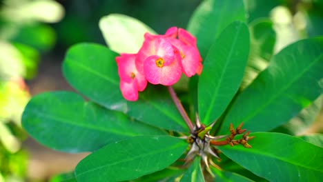 Blume-Im-Garten-Leuchtete-Bei-Sonne-63