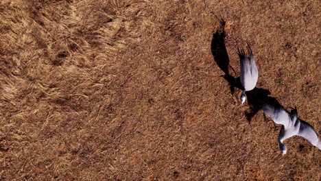 two cranes flying over a dry field