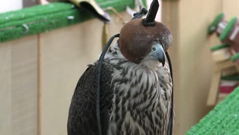 falcon at falcon souq