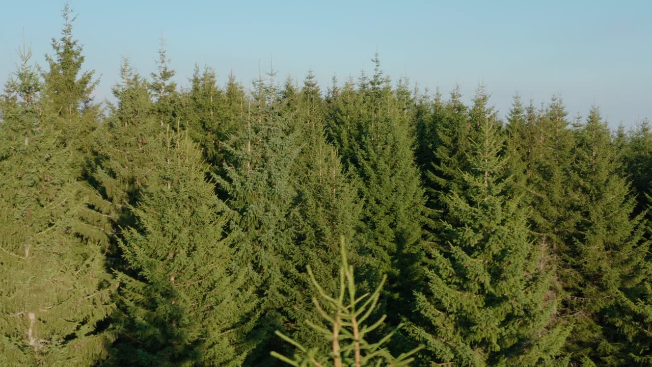 воздушная съемка грузовика в лесу на вершине горы голия в динарском горном массиве на юго-западе сербии