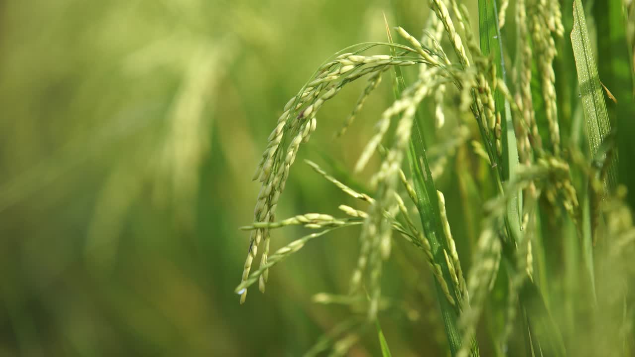 쌀은 많은 아시아 국가에서 주식입니다.