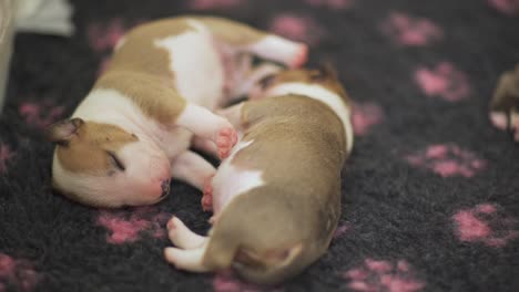 miniature english bull terrier puppies