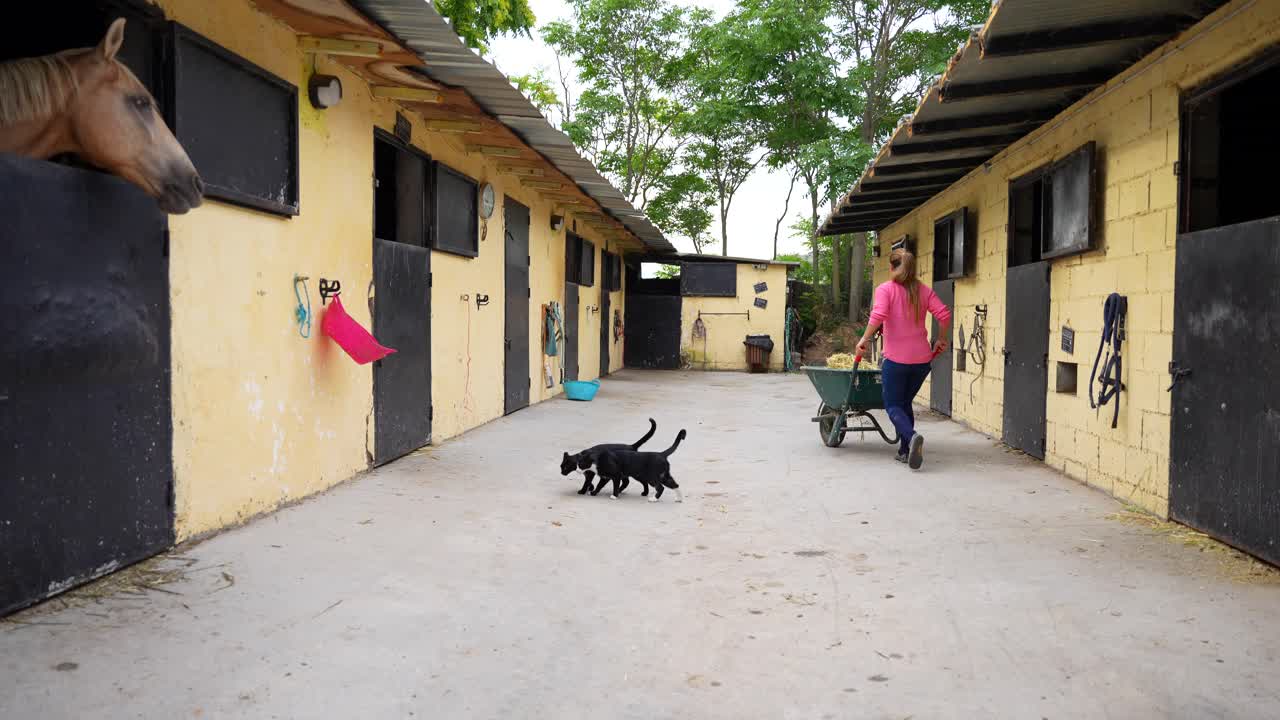 Daily life in a stable yard, with a horse looking out of its stall, cats walking by, and a woman pushing a wheelbarrow of straw for feeding horses