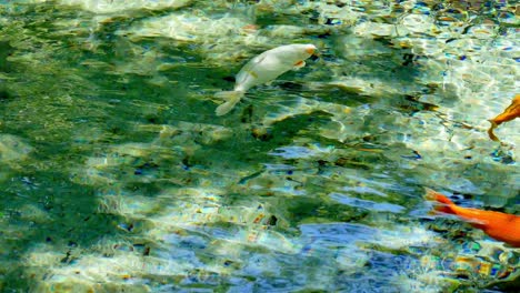 Gold--Und-Weißkohlkarpfen-Schwimmen-Im-Klaren-Wasser-Herum