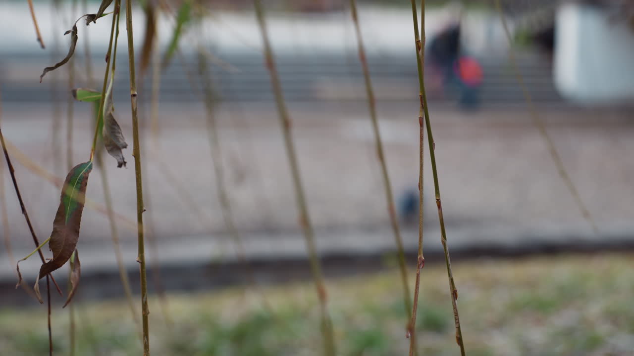 Close up thin winter branch with sparse green and brown leaves hanging in soft focus, blurred background reveals calm empty park with pavement, steps, and distant figures, evoking seasonal transition