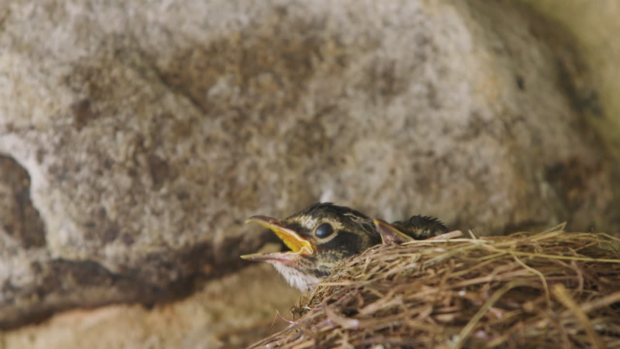 Two Robin Chicks Looking out of Nest