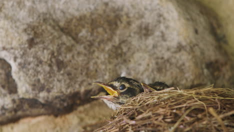 two robin chicks looking out of nest