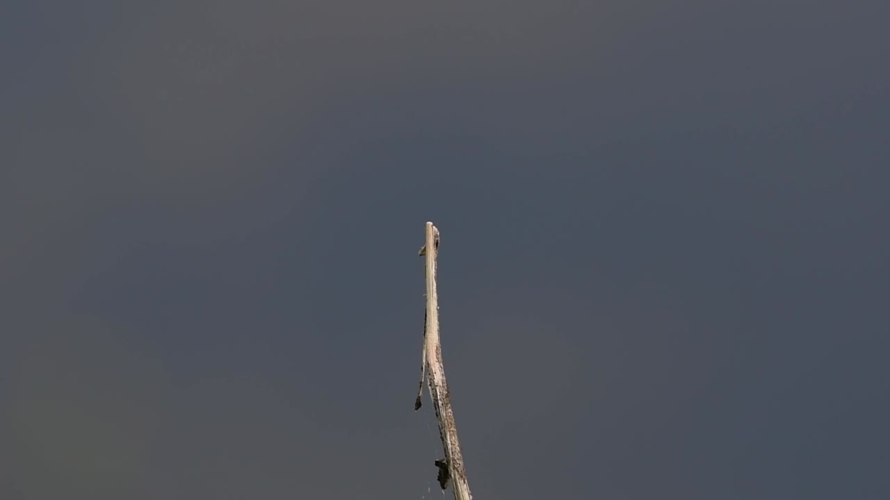 일반적인 flangetail 잠자리는 태국과 아시아에서 흔히 볼 수 있습니다.