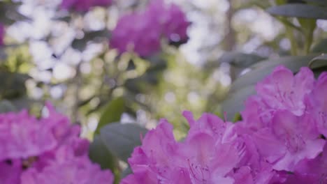 movimiento a lo largo del arbusto de flores en cámara lenta