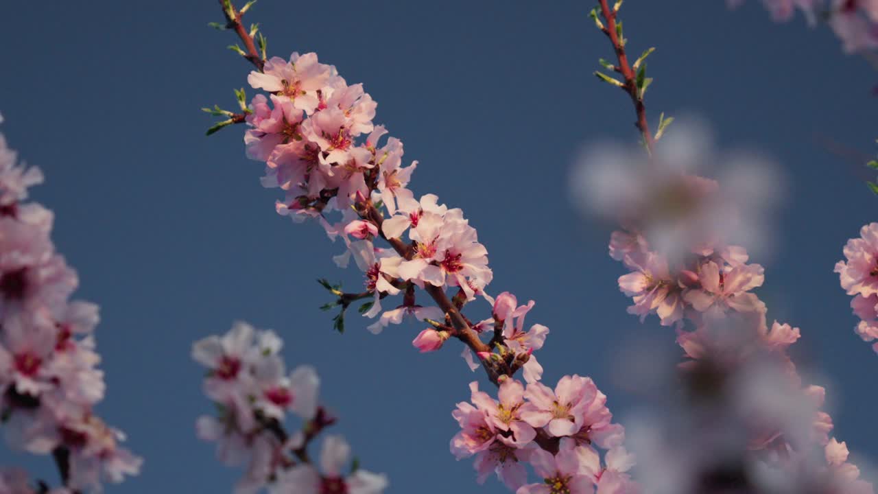 ramas de almendros rosados con sombras y luces al anochecer con fondo de cielo en cámara lenta