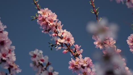 flowered pink almond tree branches with shadows and lights at dusk with sky background in slow motion