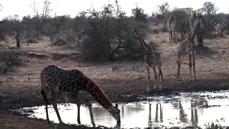 Giraffe-drinking-at-a-small-pond,-splashing-water-around-after-finishing